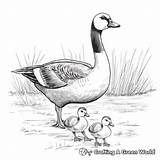 Canada Goose Coloring Pages  Free & Printable sketch template