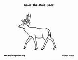 Mule Deer Coloring Pages sketch template