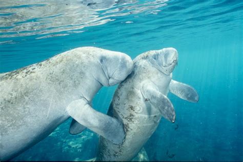 Swim & Snorkel with Manatee — Crystal River & Homosassa | Three Sisters ...