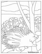 Free PORCUPINE Coloring Pages For Download Printable PDF sketch template