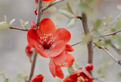 British spring flowers: blossom and flowering shrubs - Flowers from the ...