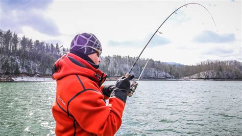 Fishing the Damiki Rig in Winter - FLW Fishing: Articles