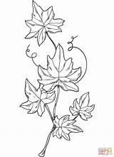 Ivy coloring page  Free Printable Coloring Pages In 2022 sketch template