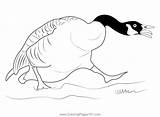 Canada Geese Attack Coloring Page For Kids  Free Swans And sketch template