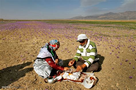 Mehr News Agency - Saffron harvest