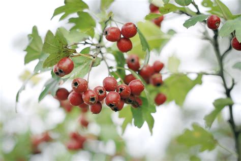 Ripe hawthorn berries. | Berries, Red berries, Healthy eating guidelines