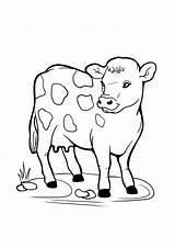 Sapi Mewarnai Krowa Kuh Vacas Vaca Kolorowanki Malvorlagen Druku Lucu  sketch template