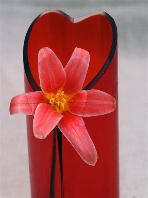 Free Images : petal, tulip, spring, red, macro, pink, close, flowering plant, flower vase, land ...