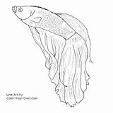 Male Betta Fish Coloring Pages sketch template