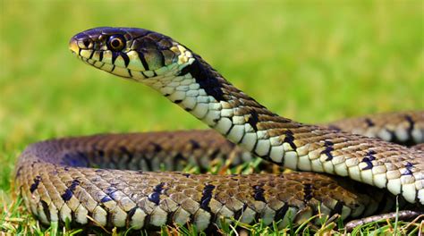 Snake Owning 101: Heat, Humidity, and Habitat | Cy-Fair Animal Hospital