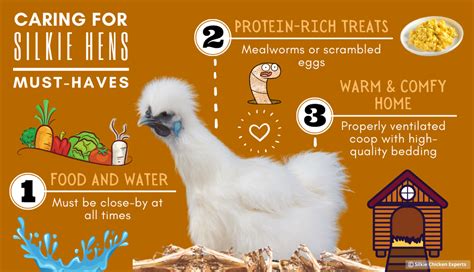 Baby Silkie Chickens - Complete Care Guide | Silkie Chicken Experts