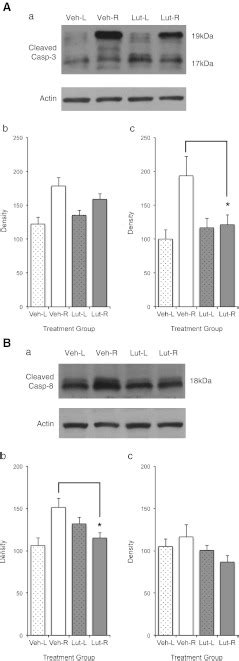 a Cleaved caspase-3; b Cleaved caspase-8. Western blot analysis (a)... | Download Scientific Diagram