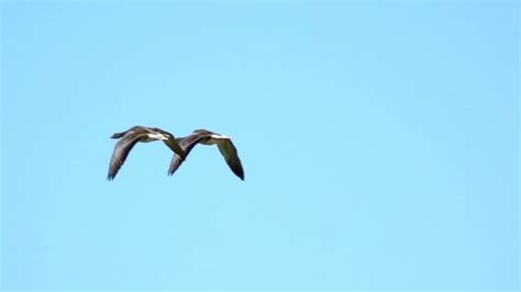 Two Birds Flying Images – Browse 43,289 Stock Photos, Vectors, and Video | Adobe Stock