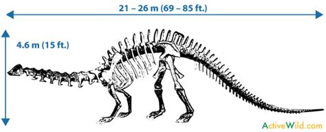 Apatosaurus Facts For Kids, Students & Adults: Information & Pictures