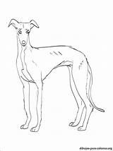 Whippet Coloring Page Coloring Pages sketch template