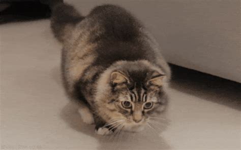 10 Funniest Cat Gifs - vrogue.co