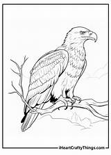 Patriotic Eagle Coloring Page sketch template