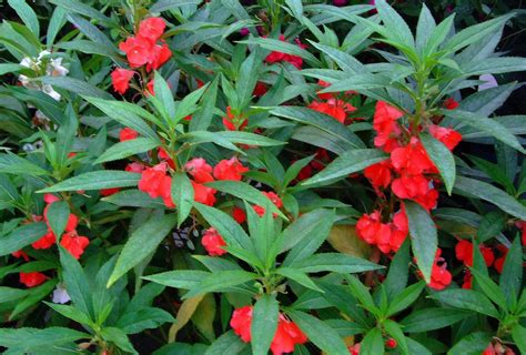 SEINet Portal Network - Impatiens balsamina