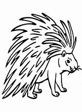 30  Porcupine Coloring Pages Free Printable PDF JPG PNG & Online sketch template
