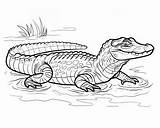 Alligator Coloring Pages sketch template