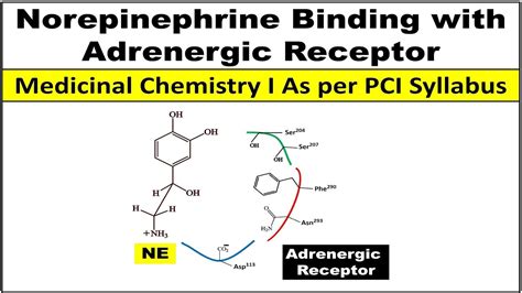 How Noradrenaline / Norepinephrine binds with adrenergic receptor? - YouTube