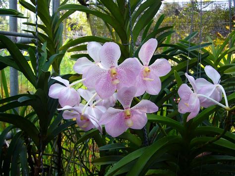 Orchid Farm | Flickr