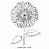 Sunflower coloring Sheet  Coloringus sketch template