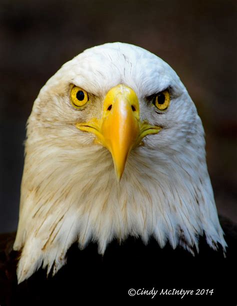 Posts about Zoos on Cindy McIntyre's Blog | Bald eagle, Eagle images, Eagle pictures