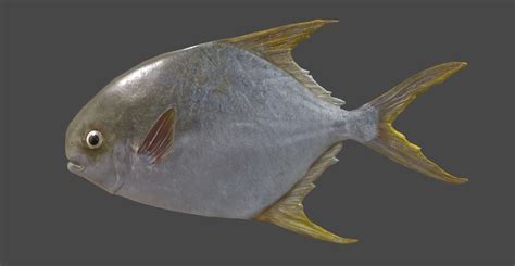 Pampus argenteus fish 3D asset | CGTrader