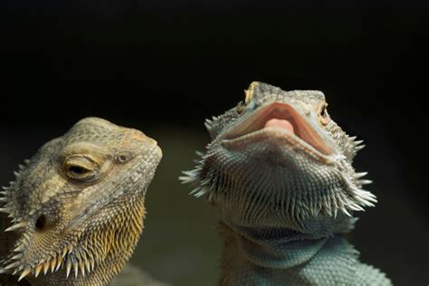 Can Bearded Dragons Lay Eggs Without Mating?