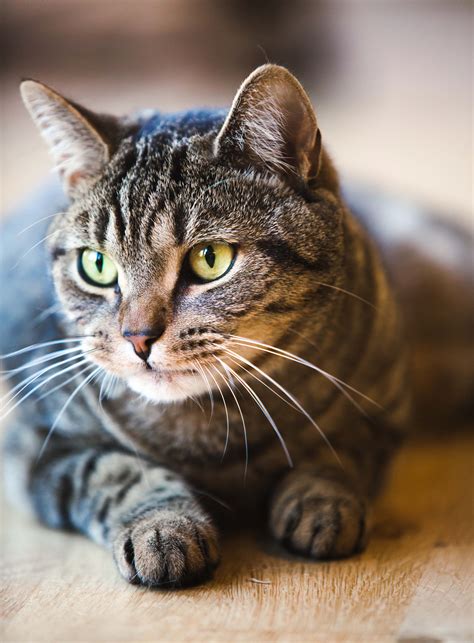 Tabby Cat: Cat Breed Profile