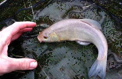 Tench - Description, Habitat, Image, Diet, and Interesting Facts