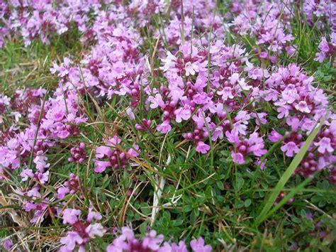 Scaife Hall Farm: Moorland Flowers