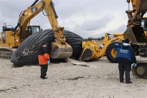 Scientific officer urges more whale studies | TBR News Media