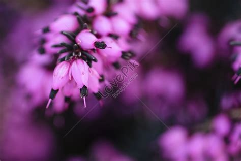 Romantic Photo Of Purple Flowers With Soft Bokeh And Shallow Depth Of Field Picture And HD ...