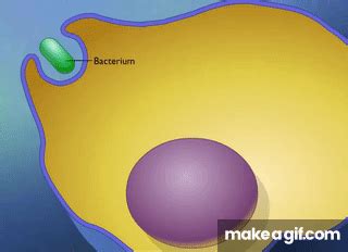 Endocytosis and Exocytosis HD Animation on Make a GIF