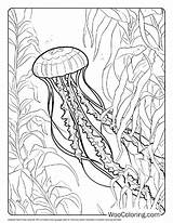 100  Jellyfish coloring pages Free PDF To Print Woo Coloring sketch template