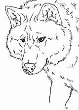 Wolf Dog Coloring Page Coloring Pages sketch template