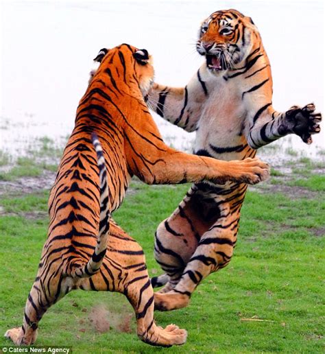 Giant tigers show off their fighting skills as they clash in India | Daily Mail Online