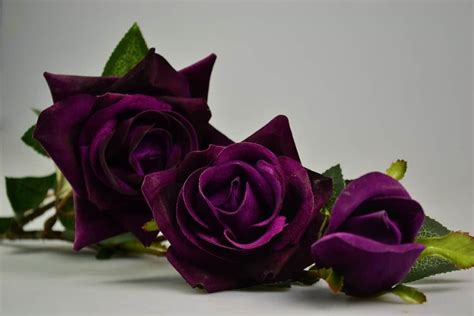 Purple Roses Free Printable