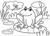 Free Frog Coloring Sheets Pages sketch template