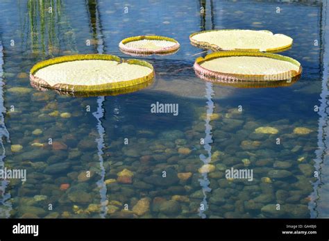 Giant Lily Pad Stock Photo - Alamy