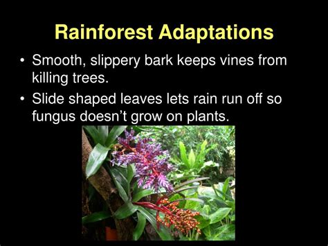 PPT - Plant Adaptations PowerPoint Presentation, free download - ID:6899917