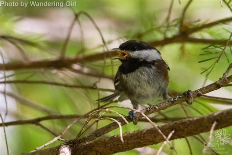 Chestnut-backed Chickadee - East Cascades Audubon Society