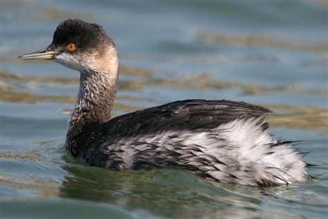 Eared Grebe, Podiceps nigricollis