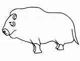 Musk Ox Printable Coloring Page  Free Pages For Kids sketch template