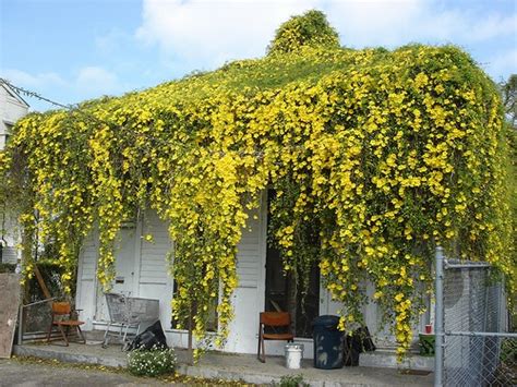 cat's claw | Garden wall designs, Pergola shade cover, Flower garden care