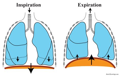 Diaphragm Ribs Function at Russell Herbert blog