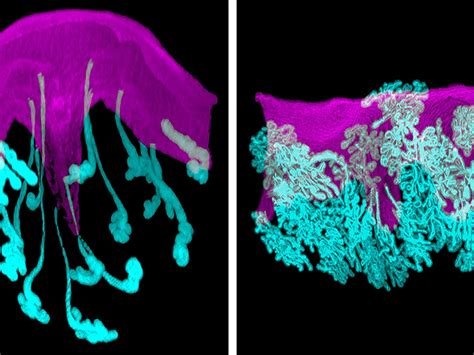 Aberrant Biology [IMAGE] | EurekAlert! Science News Releases