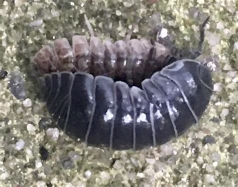 Roly-Poly - Armadillidium vulgare - BugGuide.Net